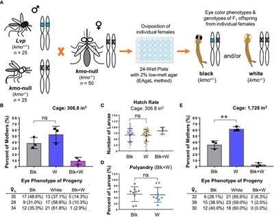 Evaluating the mating competency of genetically modified male mosquitoes in laboratory conditions